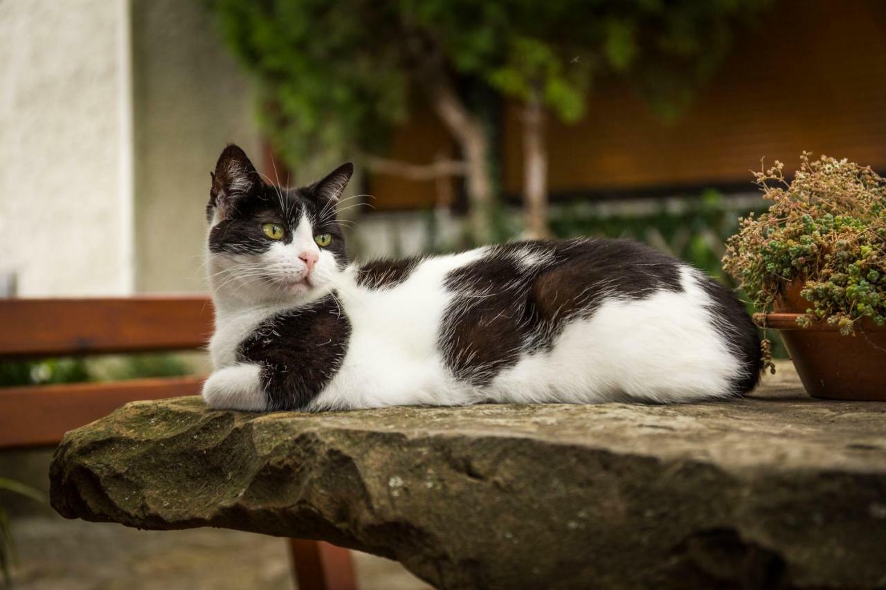 Cozy Istrian House Guest House อิซอลา ภายนอก รูปภาพ