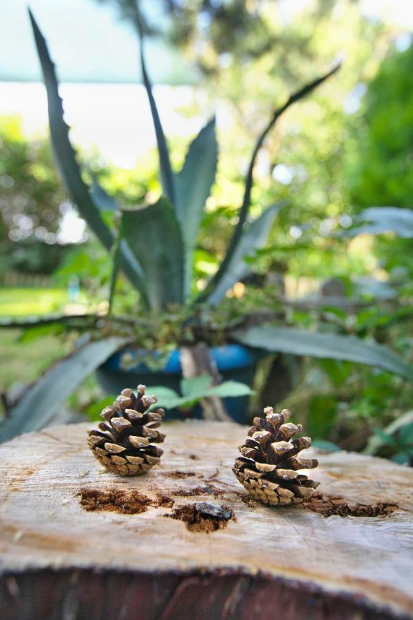Cozy Istrian House Guest House อิซอลา ภายนอก รูปภาพ